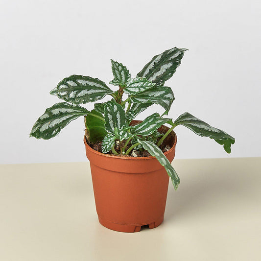 Pilea Aluminum HouseplantExperience.com