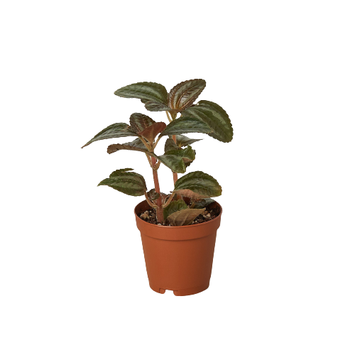 Pilea Bronze HouseplantExperience.com