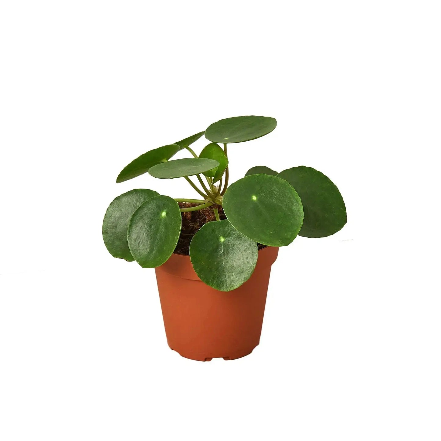 Pilea Peperomioides Chinese Money HouseplantExperience.com