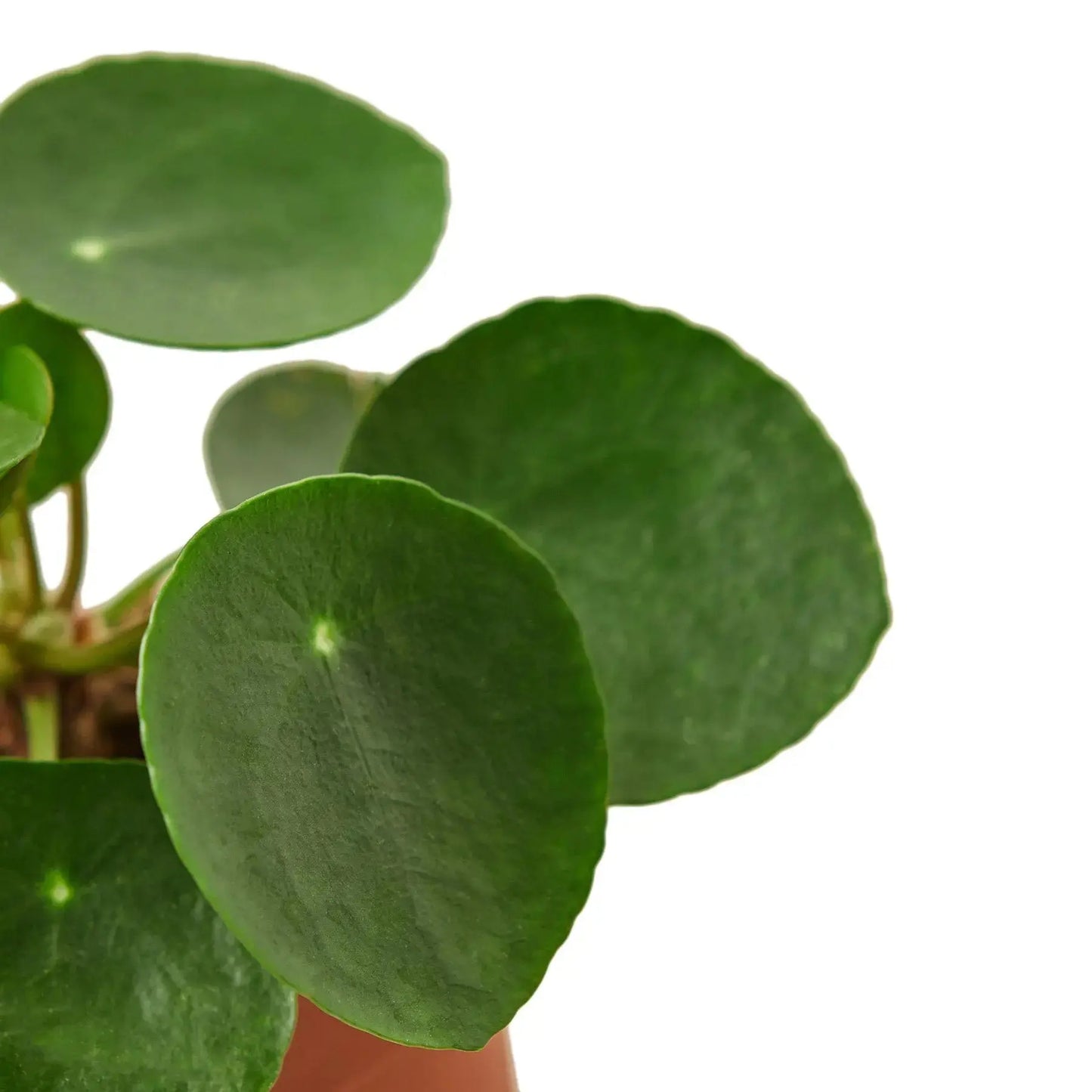 Pilea Peperomioides Chinese Money HouseplantExperience.com