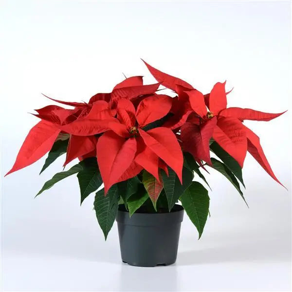 Poinsettia Red HouseplantExperience.com