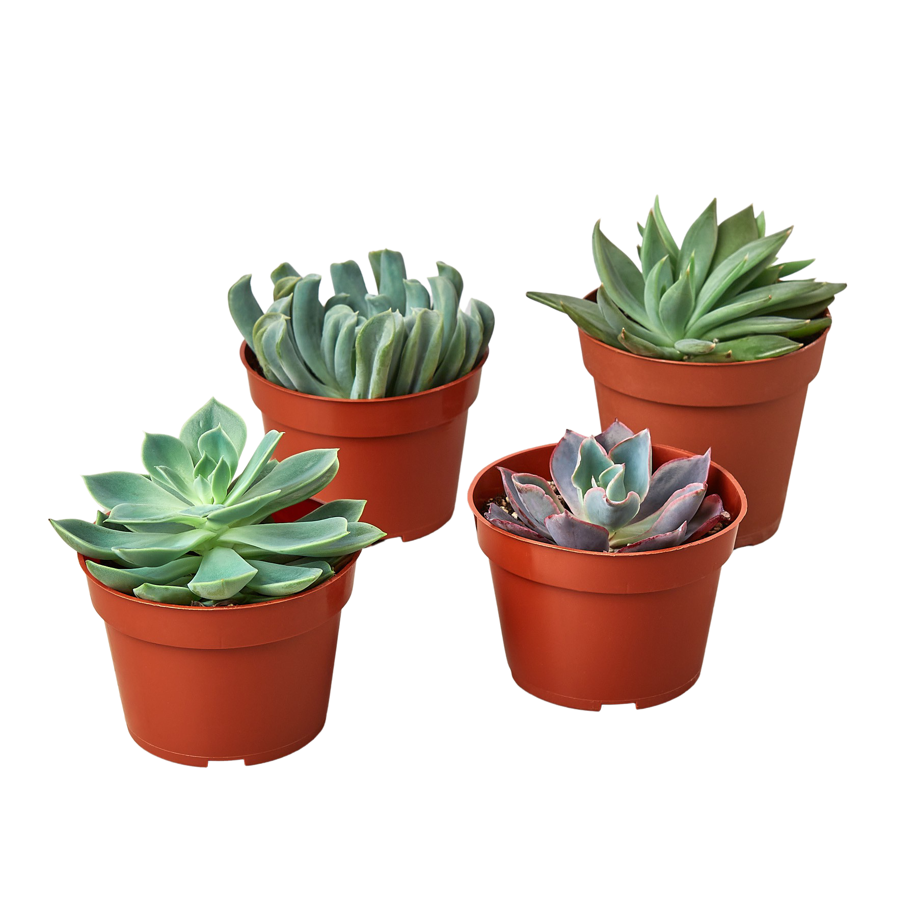 Succulent Echeveria Combo, 4-Pack HouseplantExperience.com