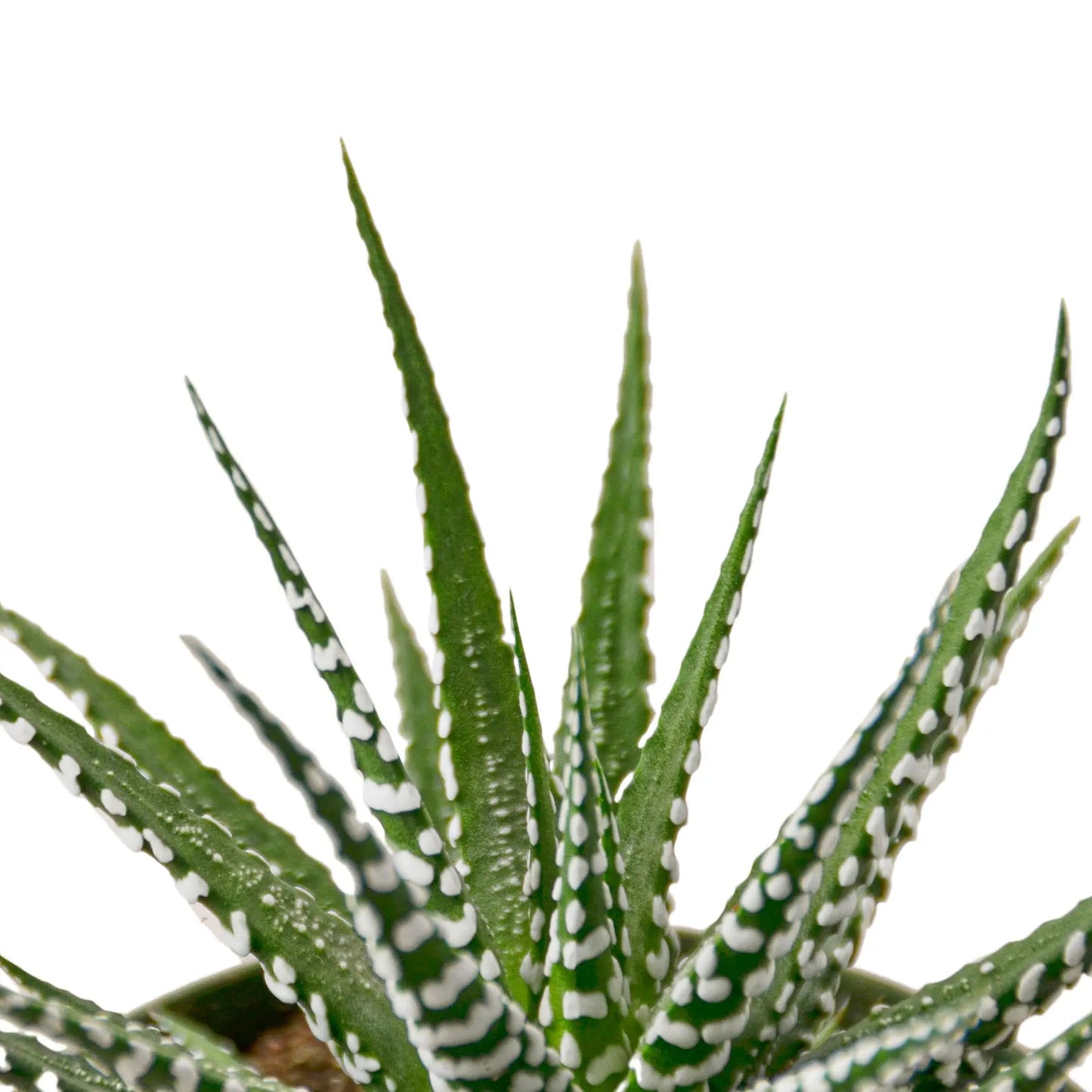 Succulent Haworthia Zebra HouseplantExperience.com