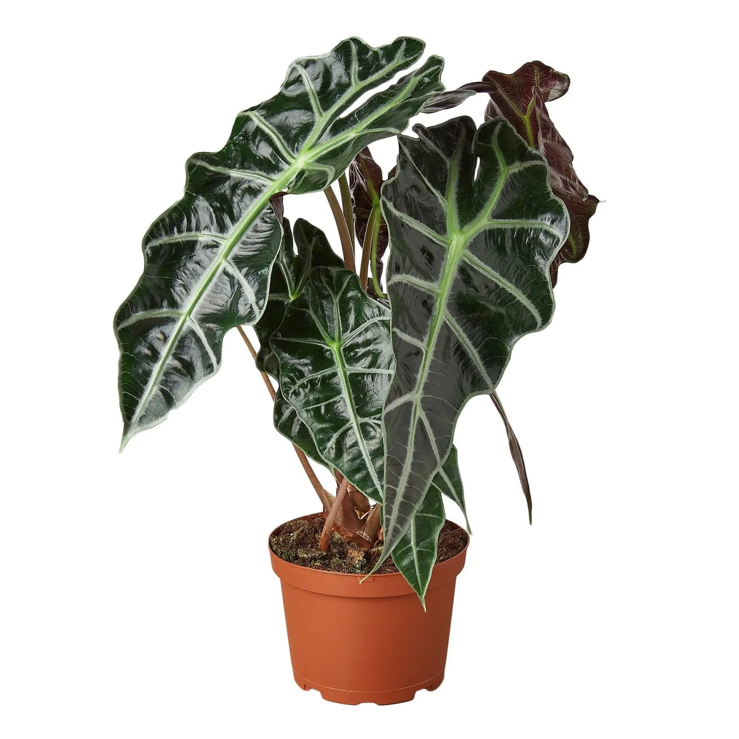 Alocasia Polly 'African Mask' HouseplantExperience.com