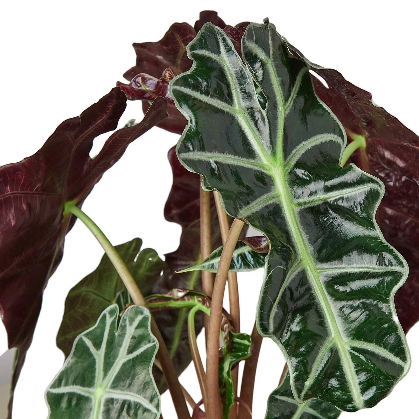 Alocasia Polly 'African Mask' HouseplantExperience.com