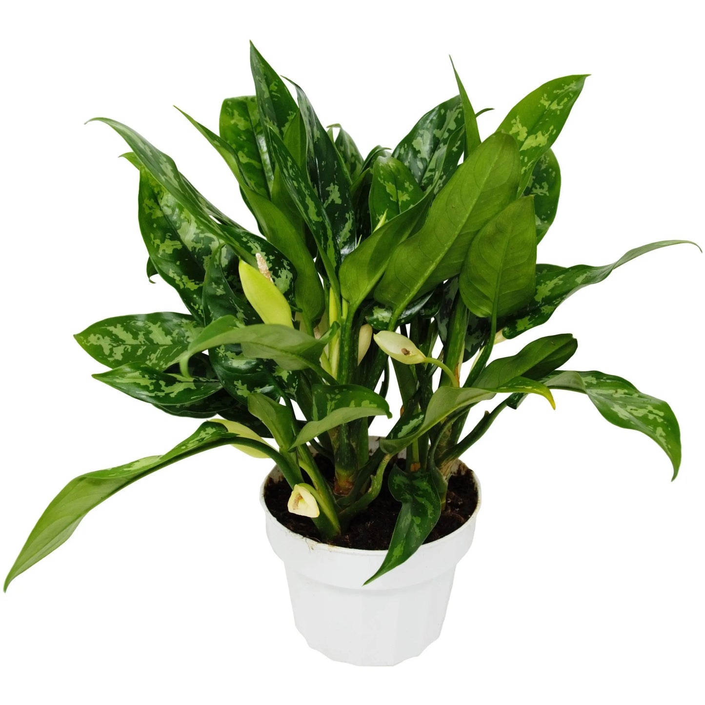 Chinese Evergreen 'Maria' HouseplantExperience.com