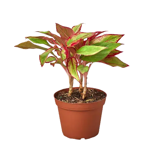 Chinese Evergreen 'Red Siam' HouseplantExperience.com