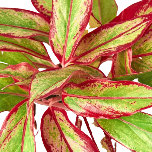 Chinese Evergreen 'Red Siam' HouseplantExperience.com