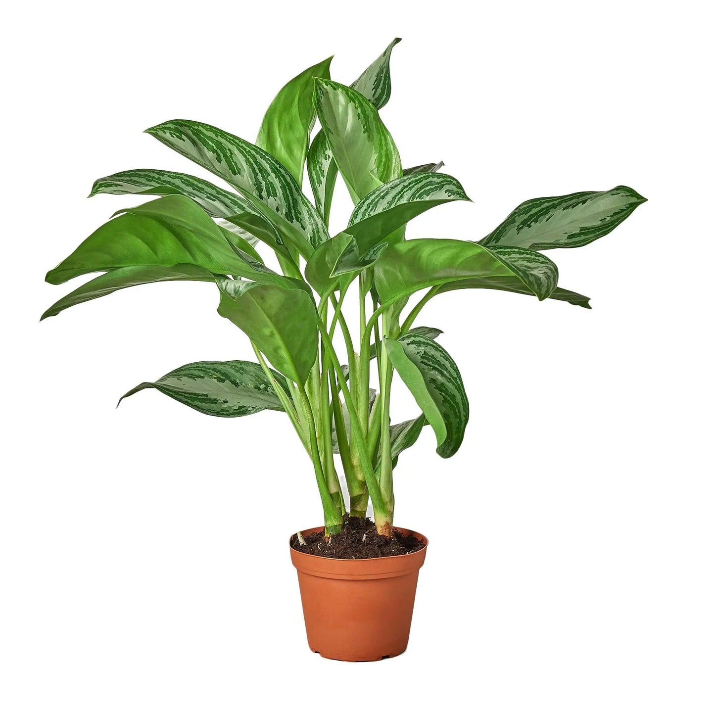 Chinese Evergreen Silver Bay Chinese Evergreen Silver Bay HouseplantExperience.com