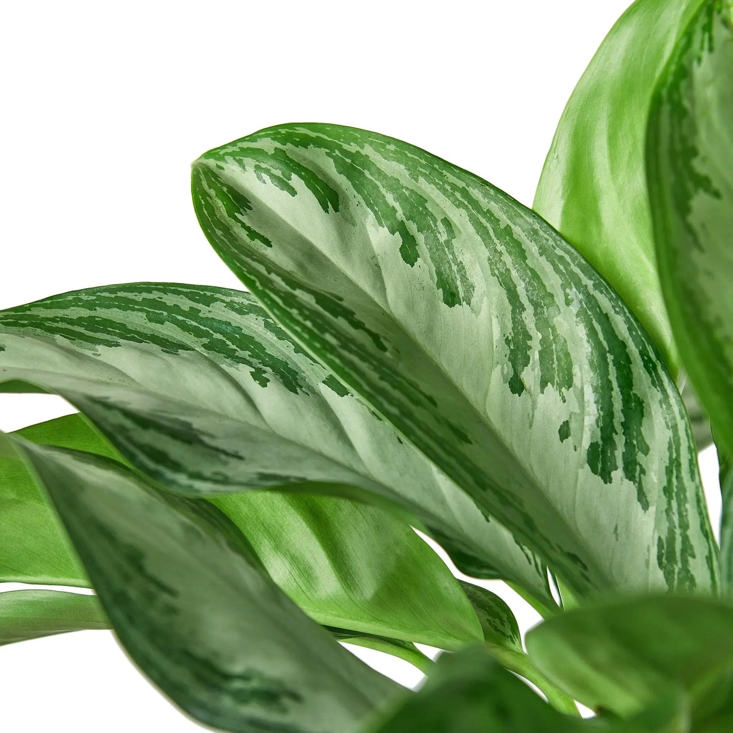 Chinese Evergreen Silver Bay Chinese Evergreen Silver Bay HouseplantExperience.com