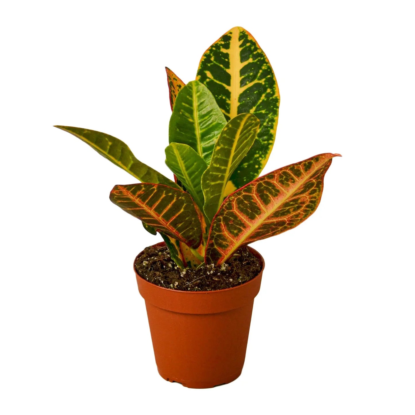 Croton Combo Croton Combo (2-Plants) HouseplantExperience.com