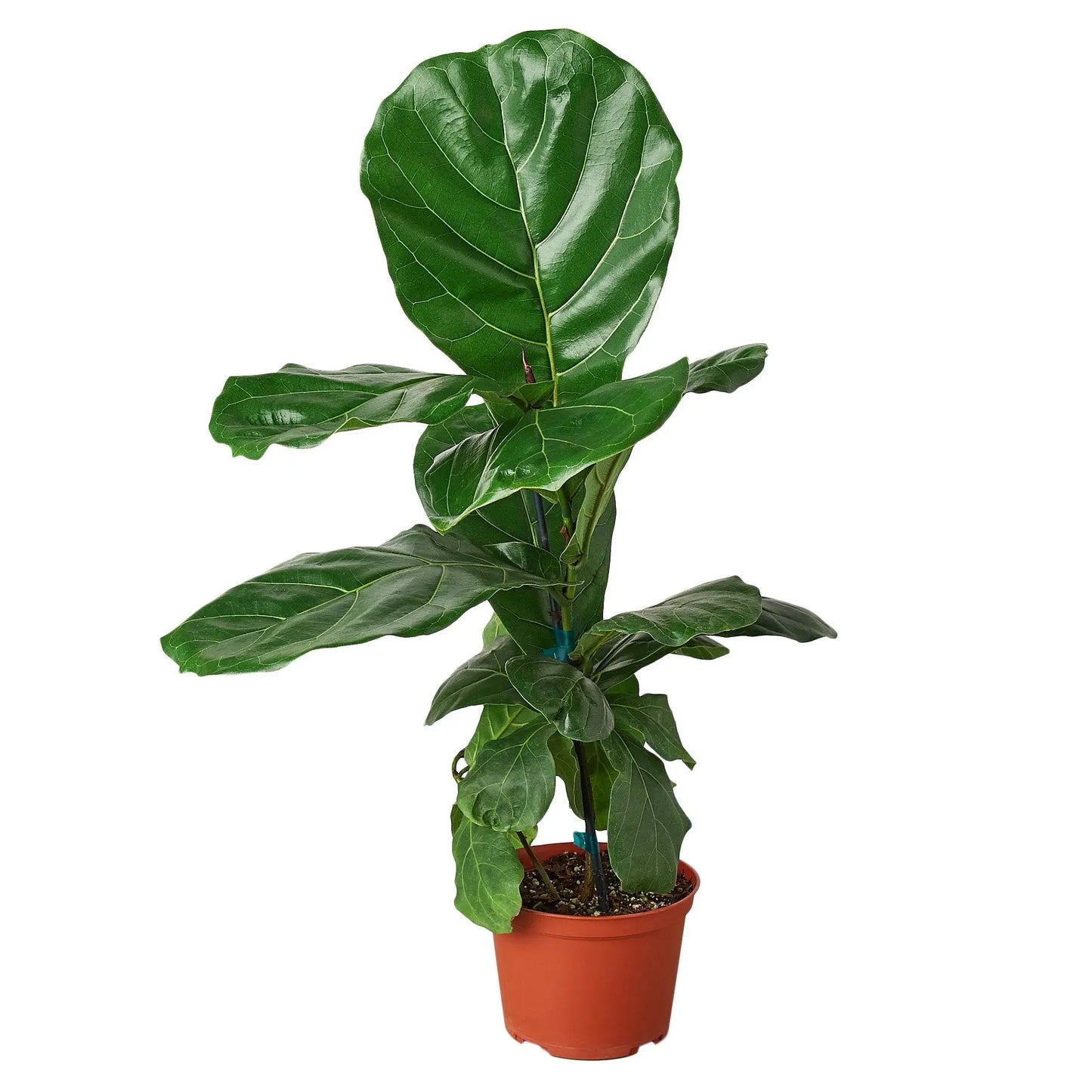 Ficus Lyrata Fiddle Leaf Fig Ficus Lyrata Fiddle Leaf Fig HouseplantExperience.com