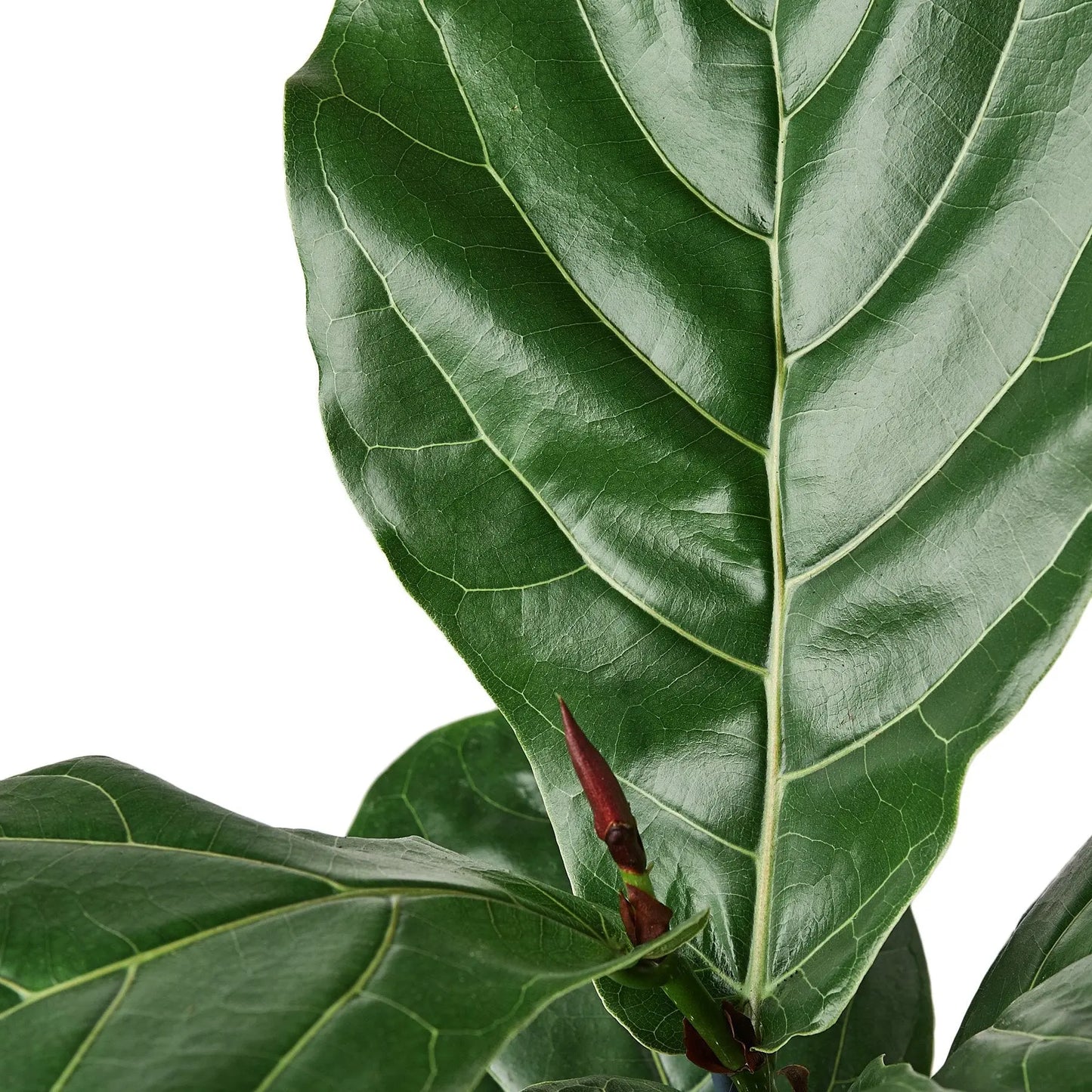 Ficus Lyrata Fiddle Leaf Fig Ficus Lyrata Fiddle Leaf Fig HouseplantExperience.com