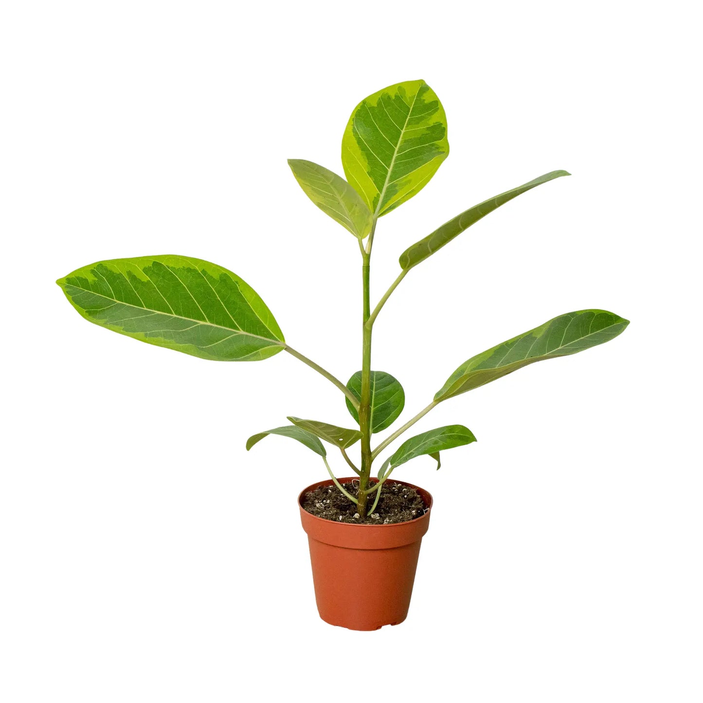 Ficus, Altissima 'Yellow Gem' HouseplantExperience.com