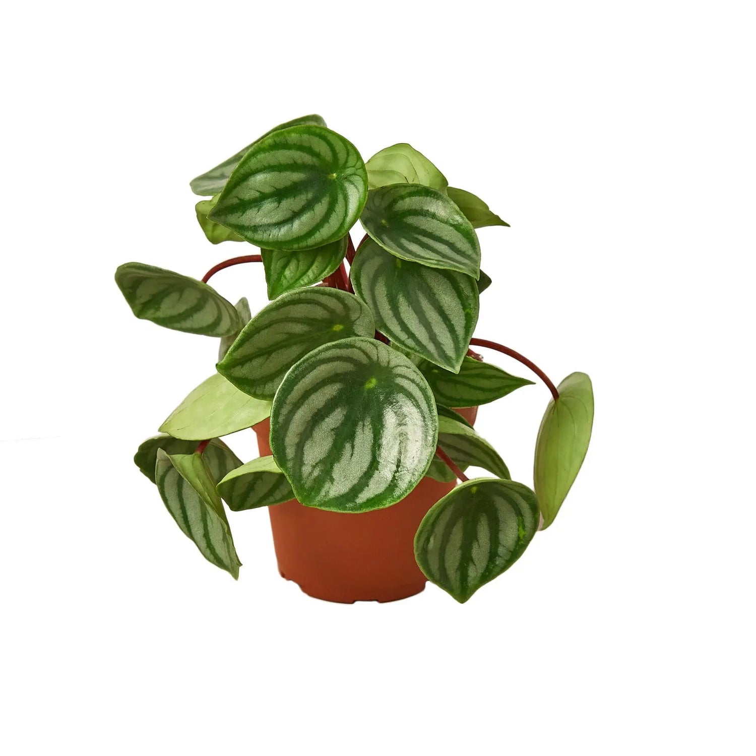 Peperomia Watermelon HouseplantExperience.com