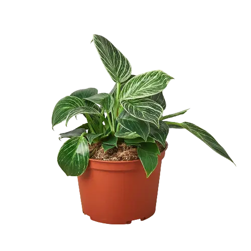 Philodendron Birkin Philodendron Birkin HouseplantExperience.com