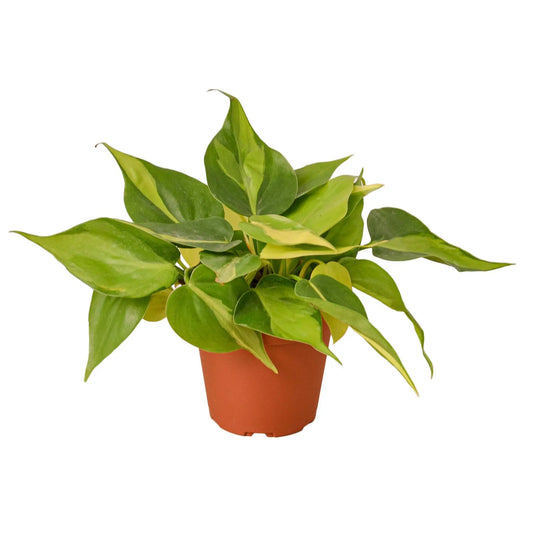 Philodendron 'Brasil' HouseplantExperience.com