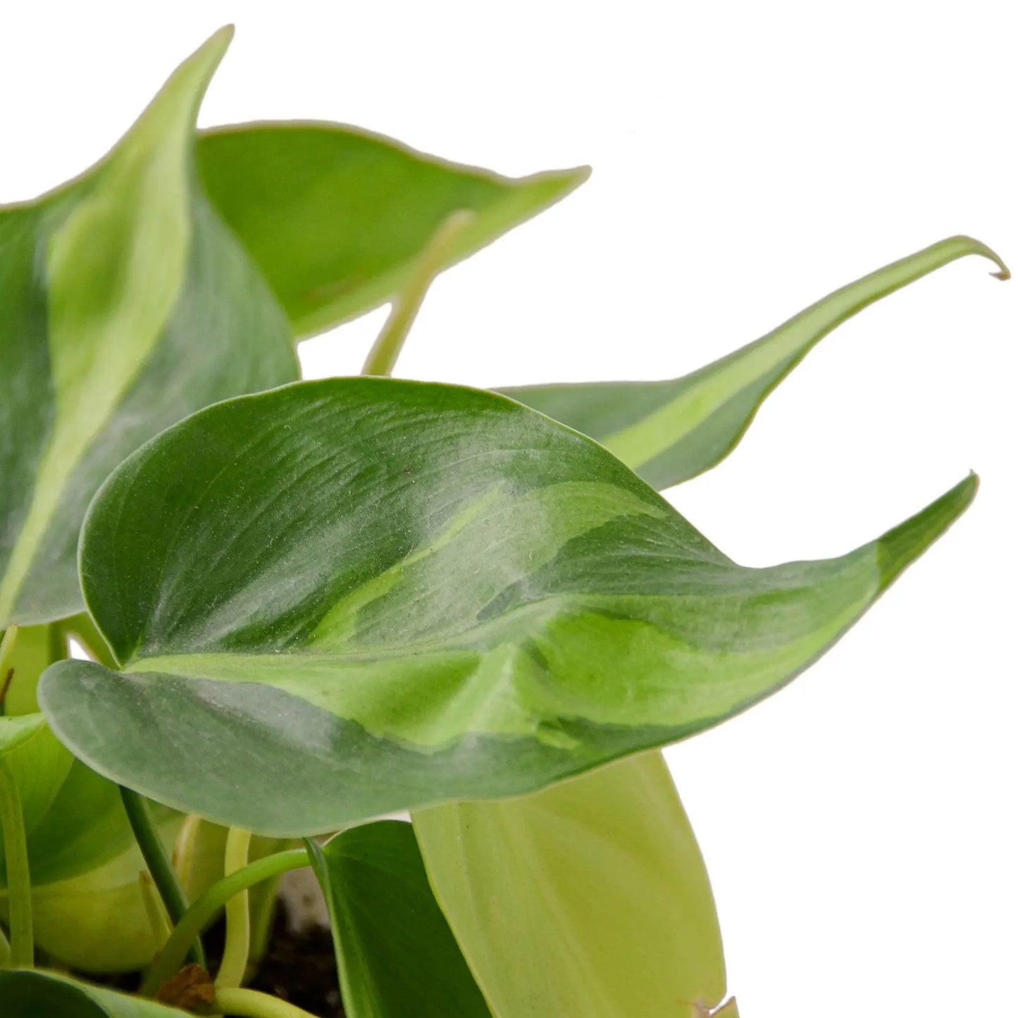 Philodendron 'Brasil' HouseplantExperience.com