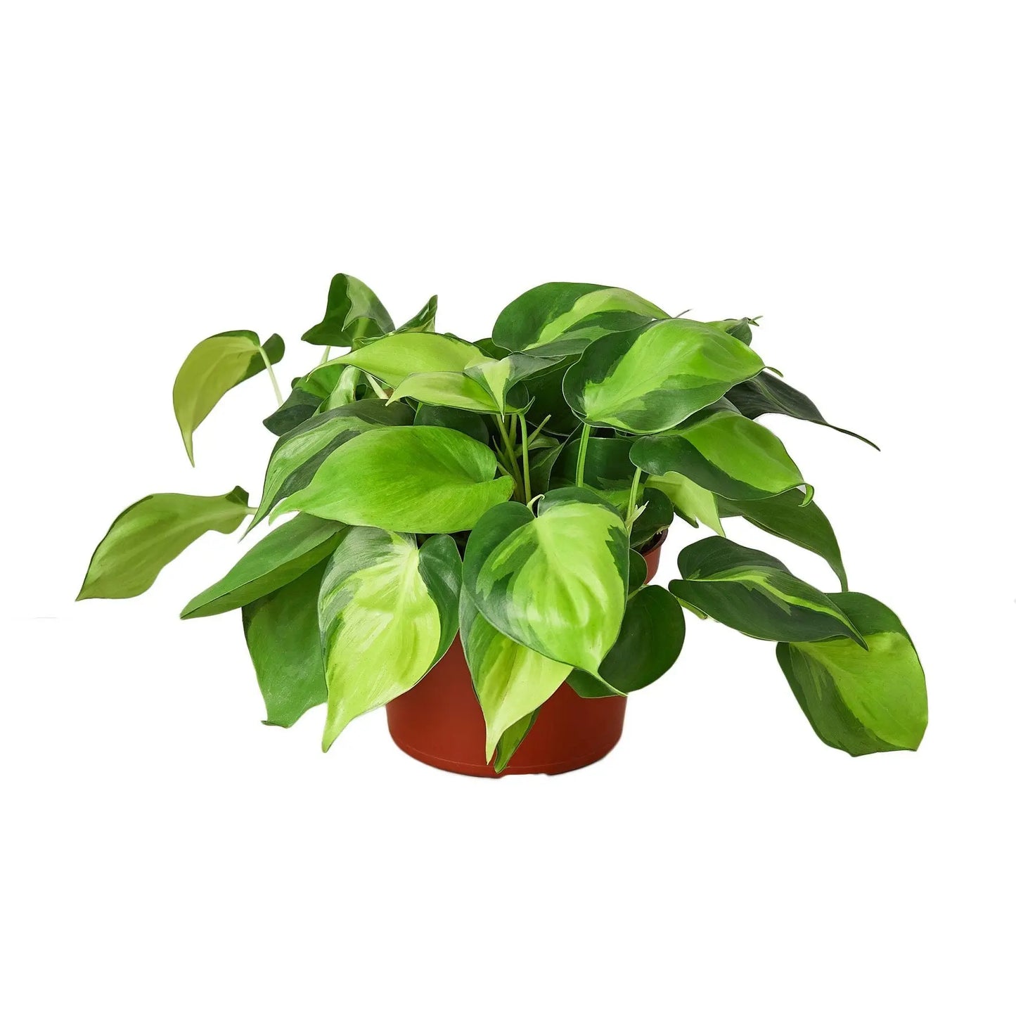 Philodendron 'Brasil' HouseplantExperience.com