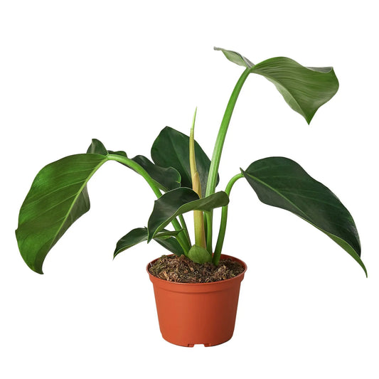 Philodendron 'Congo Green' HouseplantExperience.com