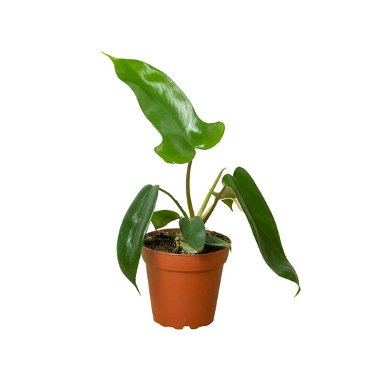 Philodendron 'Florida Green' Philodendron 'Florida Green' HouseplantExperience.com