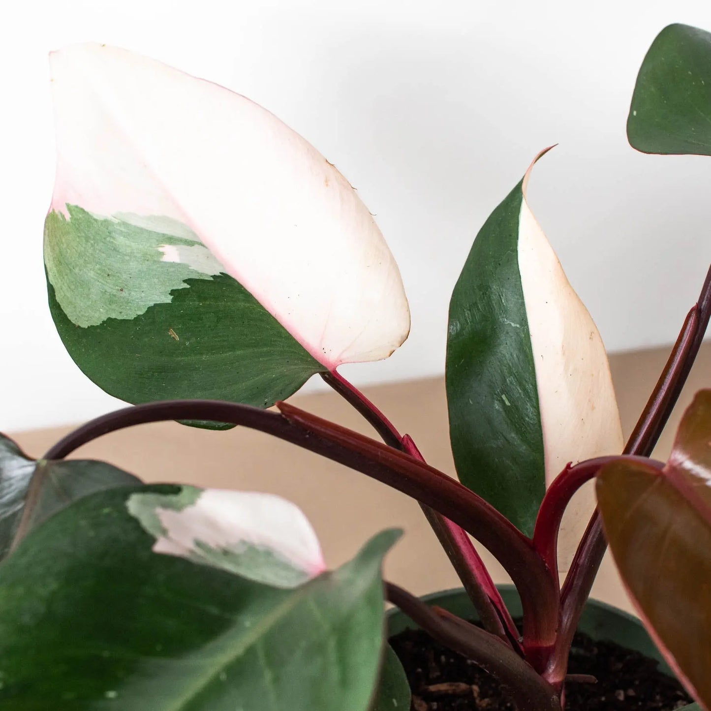 Philodendron 'Pink Princess' Philodendron 'Pink Princess' **VERY RARE** HouseplantExperience.com