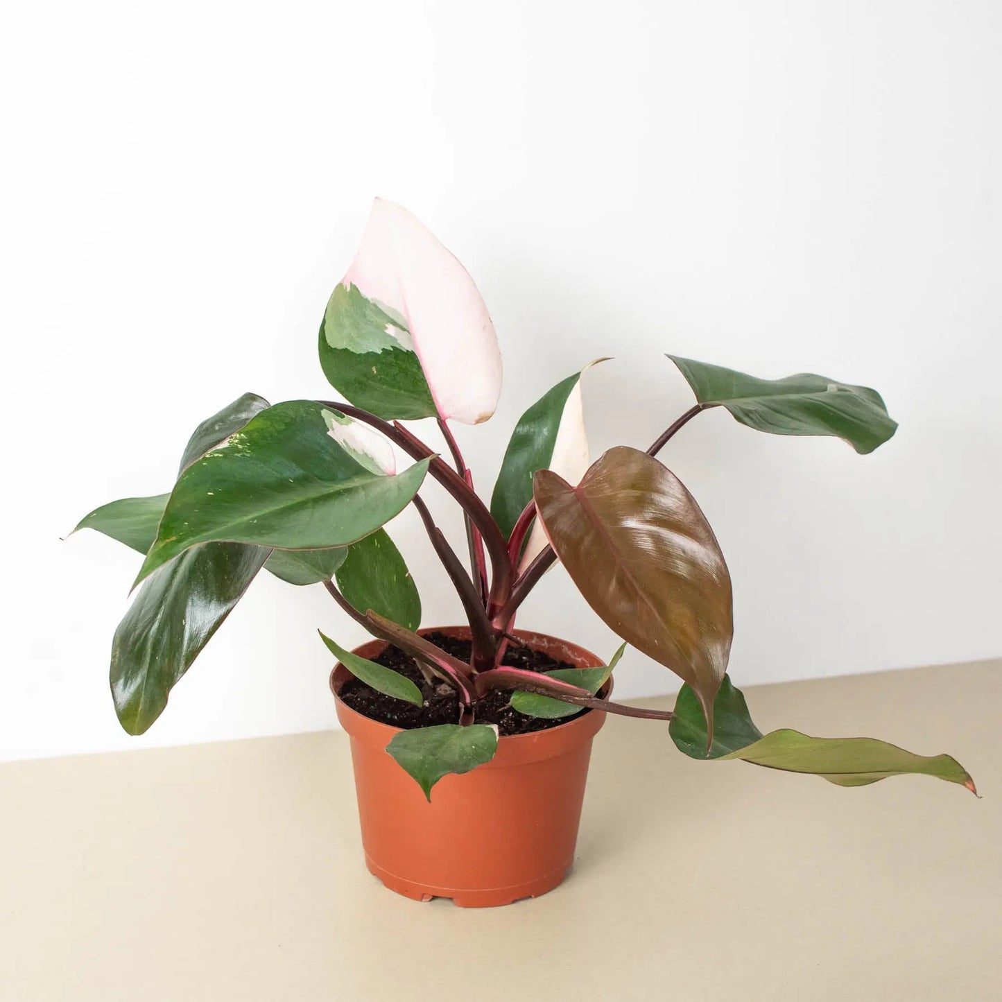 Philodendron 'Pink Princess' Philodendron 'Pink Princess' **VERY RARE** HouseplantExperience.com