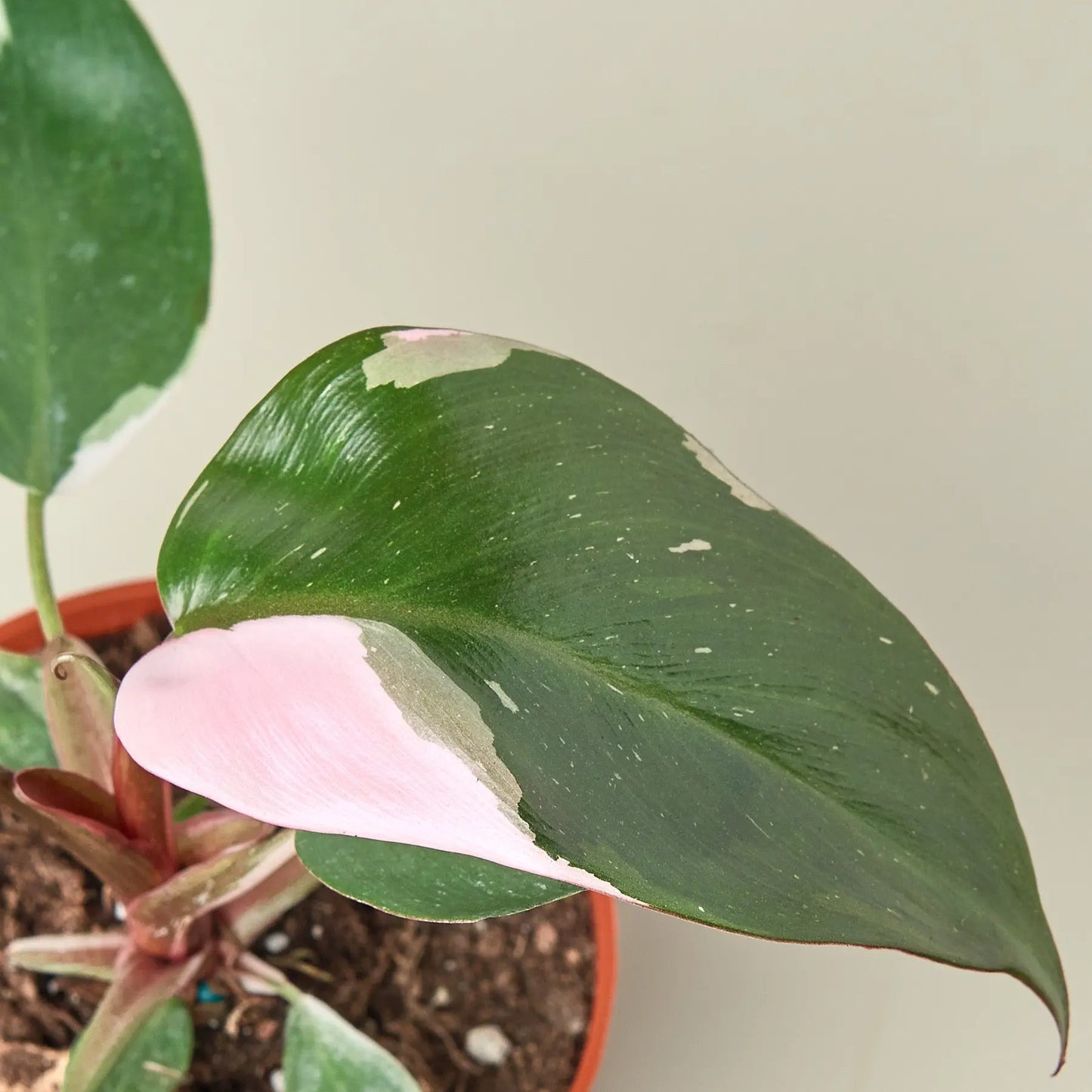 Philodendron 'Pink Princess' Philodendron 'Pink Princess' **VERY RARE** HouseplantExperience.com