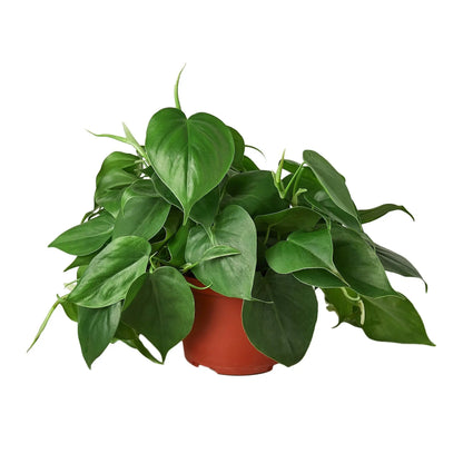 Philodendron Cordatum Heartleaf Philodendron Cordatum Heartleaf HouseplantExperience.com