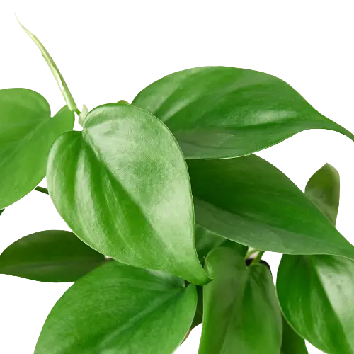 Philodendron Cordatum Heartleaf Philodendron Cordatum Heartleaf HouseplantExperience.com