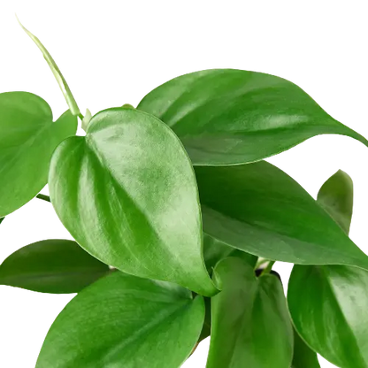 Philodendron Cordatum Heartleaf Philodendron Cordatum Heartleaf HouseplantExperience.com