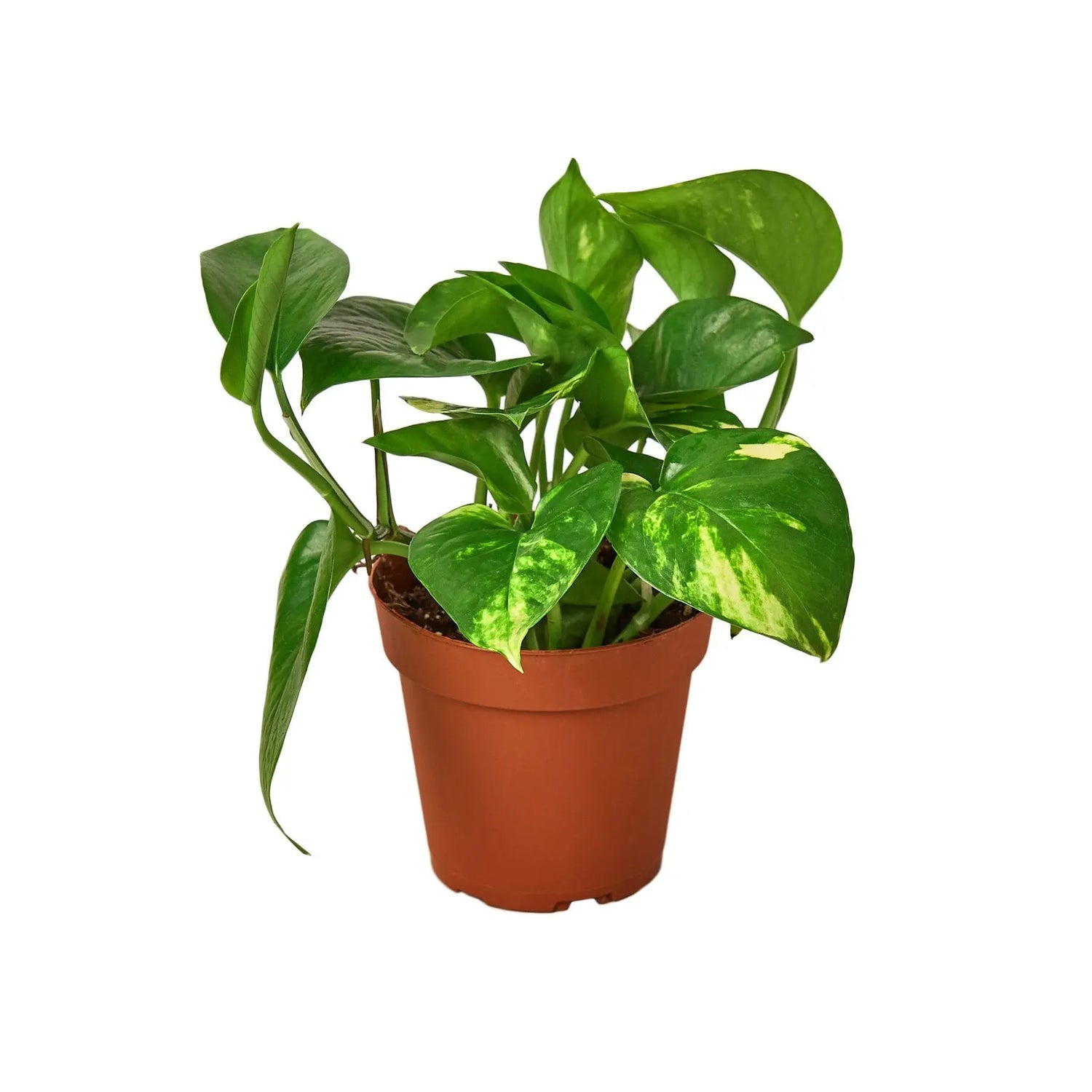 Pothos Golden Pothos Golden HouseplantExperience.com