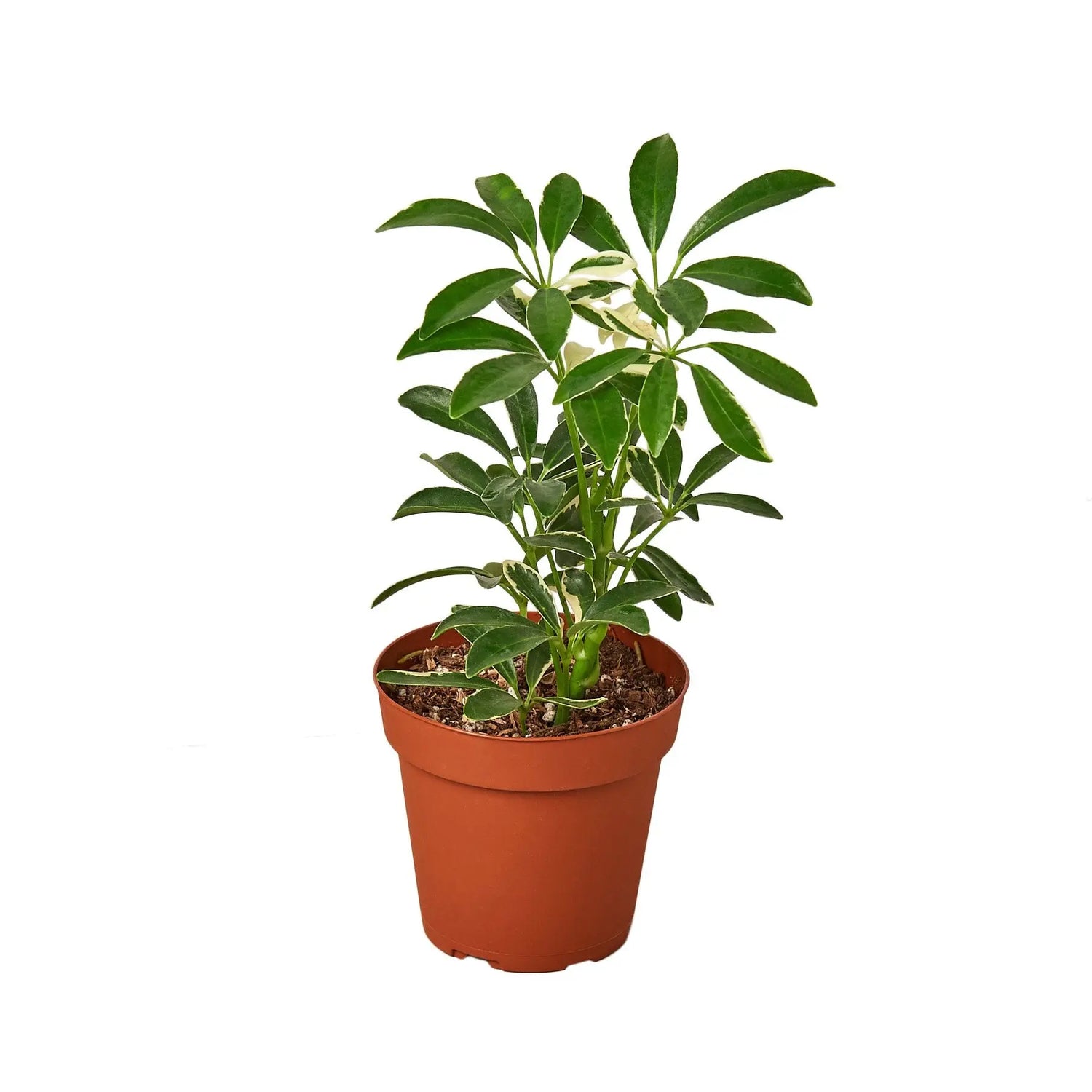 Schefflera Moondrop 'Umbrella Plant' HouseplantExperience.com