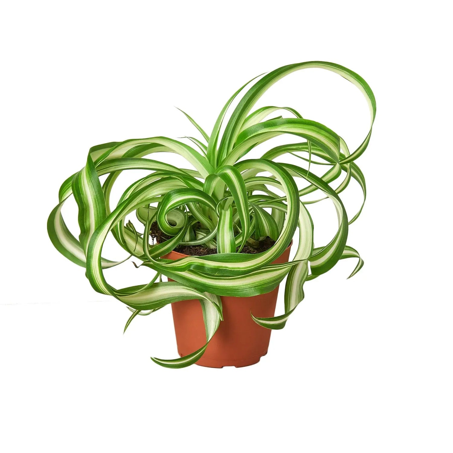 Spider Plant Bonnie Spider Plant Bonnie HouseplantExperience.com