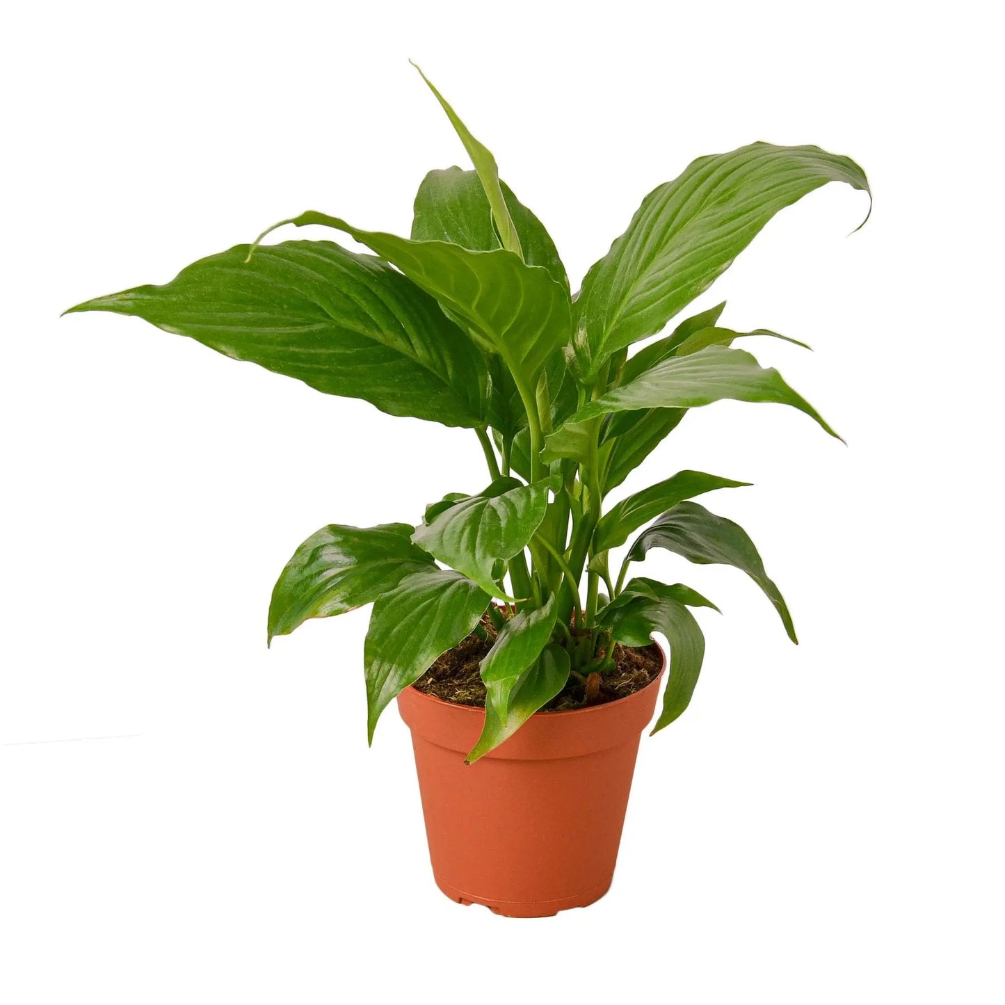 Tradescantia Spathiphyllum Peace Lily Tradescantia Spathiphyllum Peace Lily HouseplantExperience.com