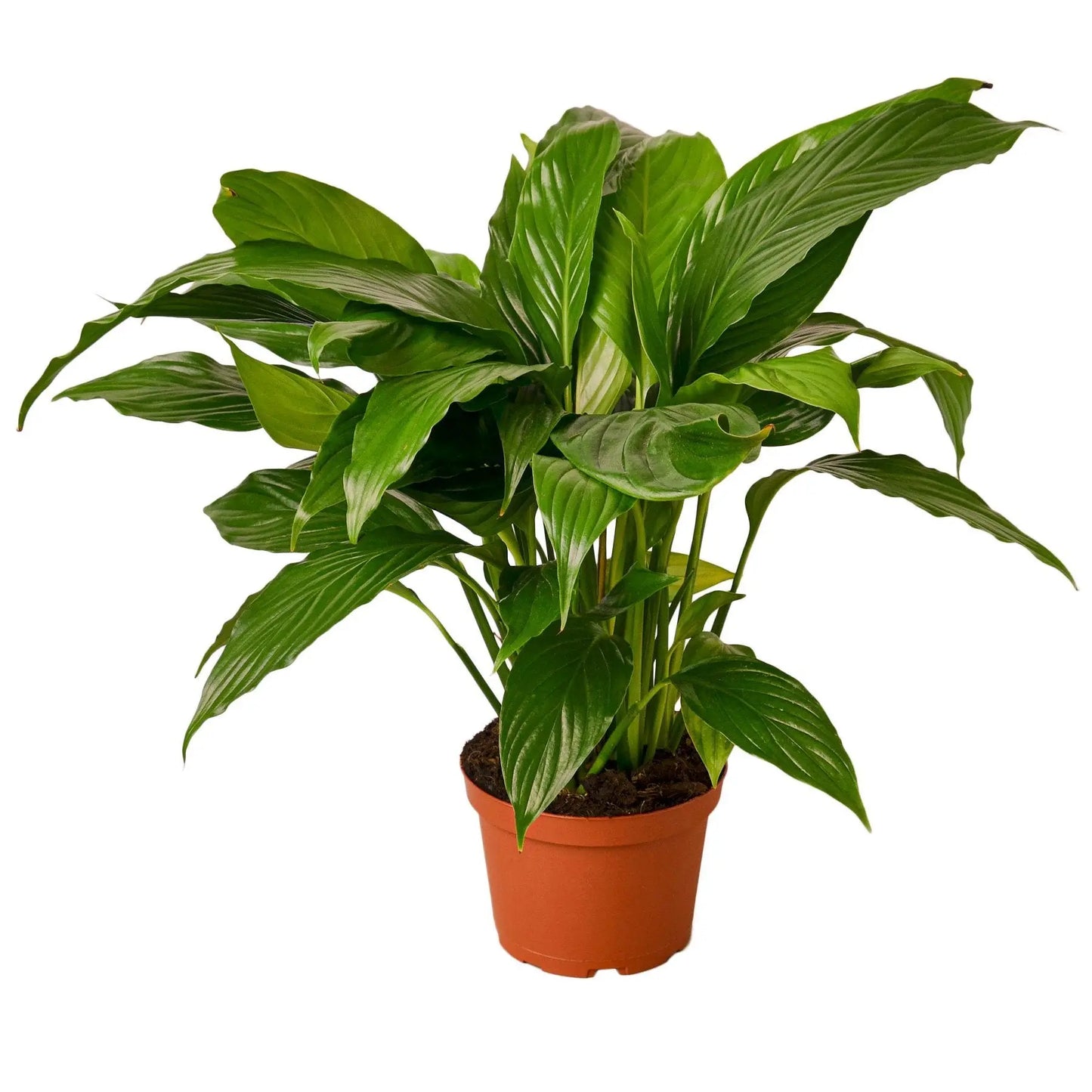 Tradescantia Spathiphyllum Peace Lily Tradescantia Spathiphyllum Peace Lily HouseplantExperience.com