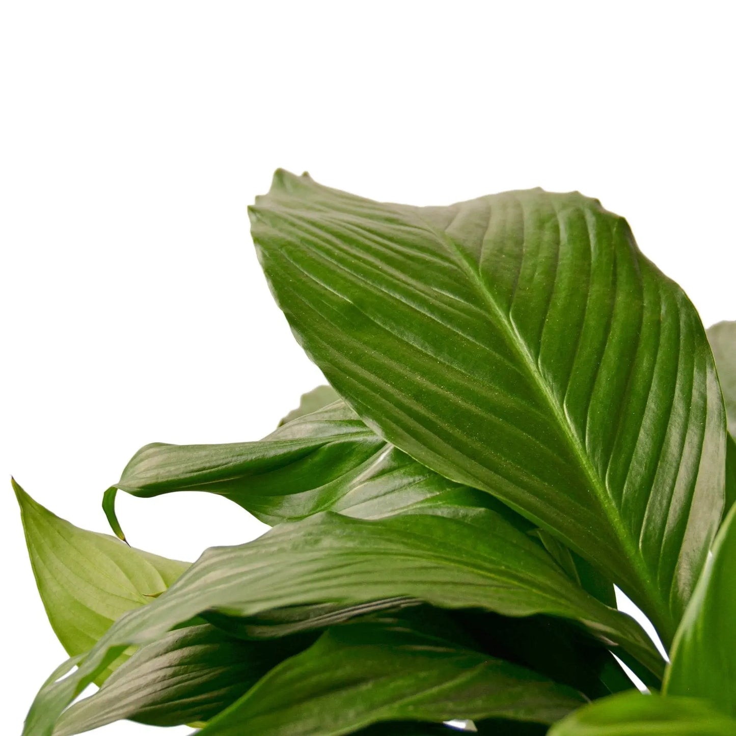 Tradescantia Spathiphyllum Peace Lily Tradescantia Spathiphyllum Peace Lily HouseplantExperience.com