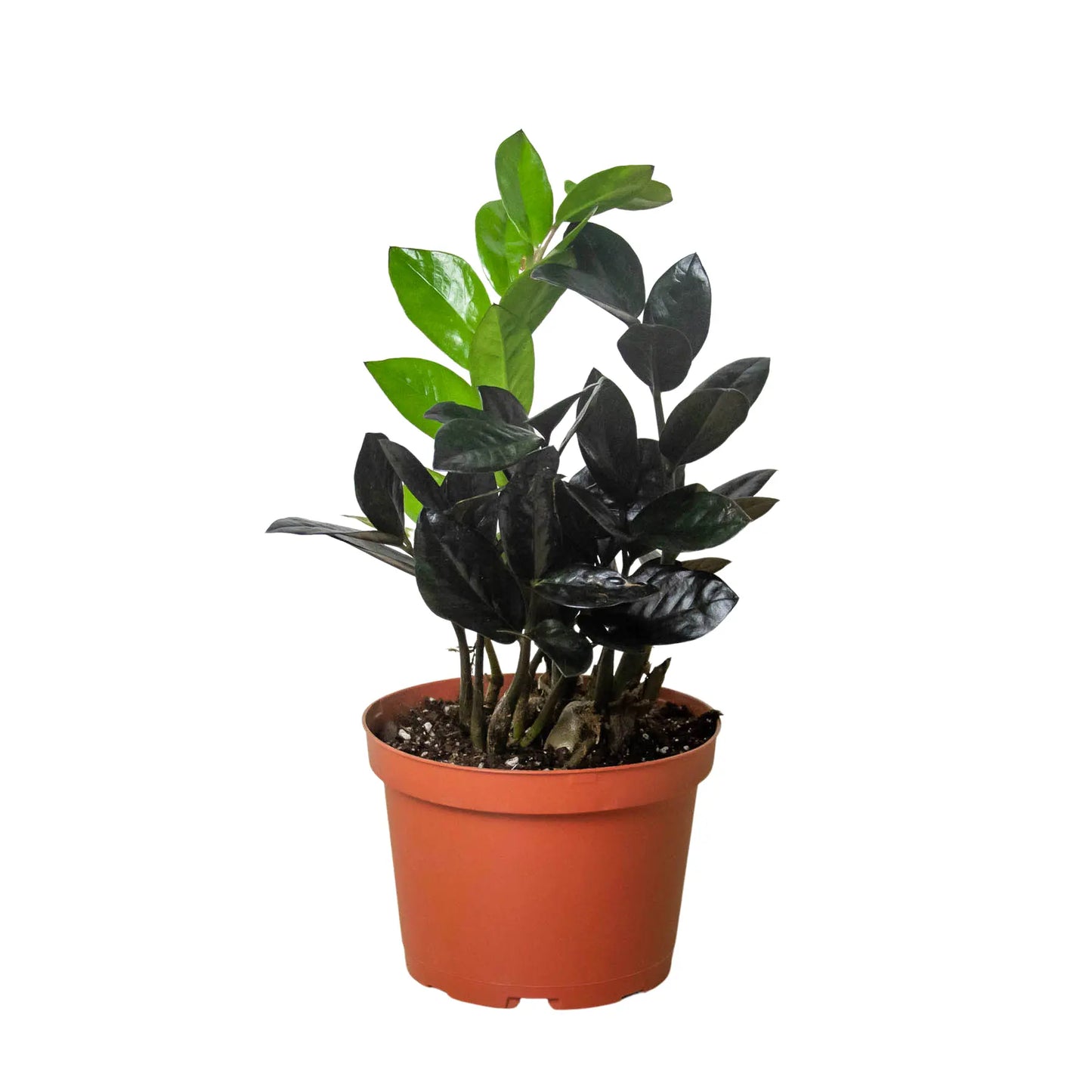 ZZ Plant Zamioculcas 'Black Raven' ZZ Plant Zamioculcas 'Black Raven' HouseplantExperience.com