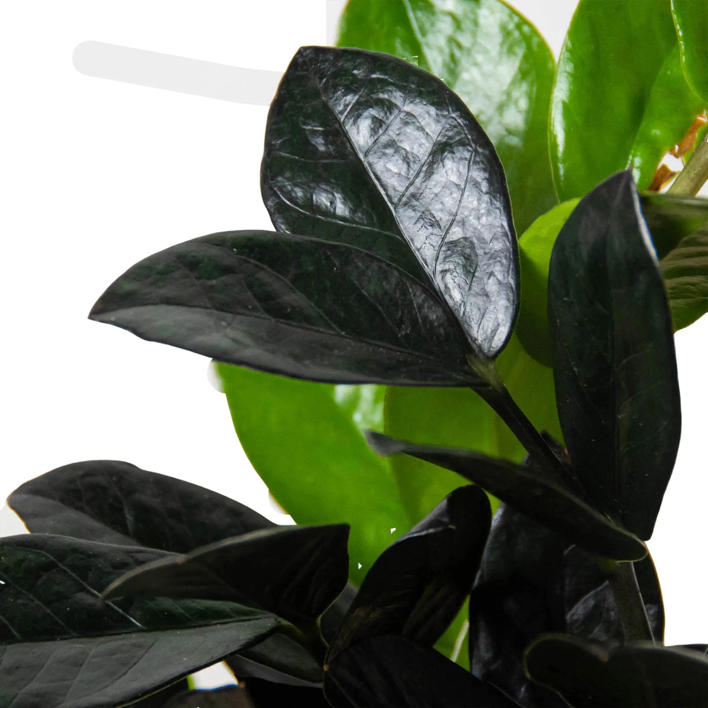 ZZ Plant Zamioculcas 'Black Raven' ZZ Plant Zamioculcas 'Black Raven' HouseplantExperience.com