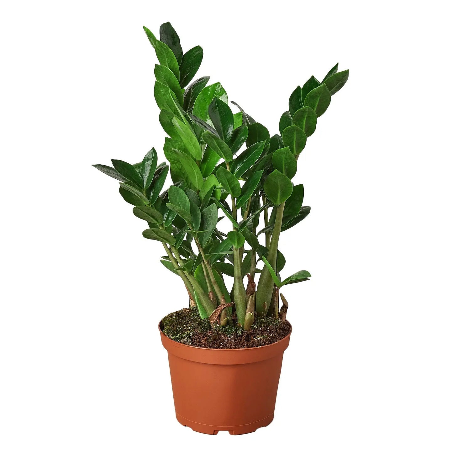 Zamioculcas Zamiifolia HouseplantExperience.com