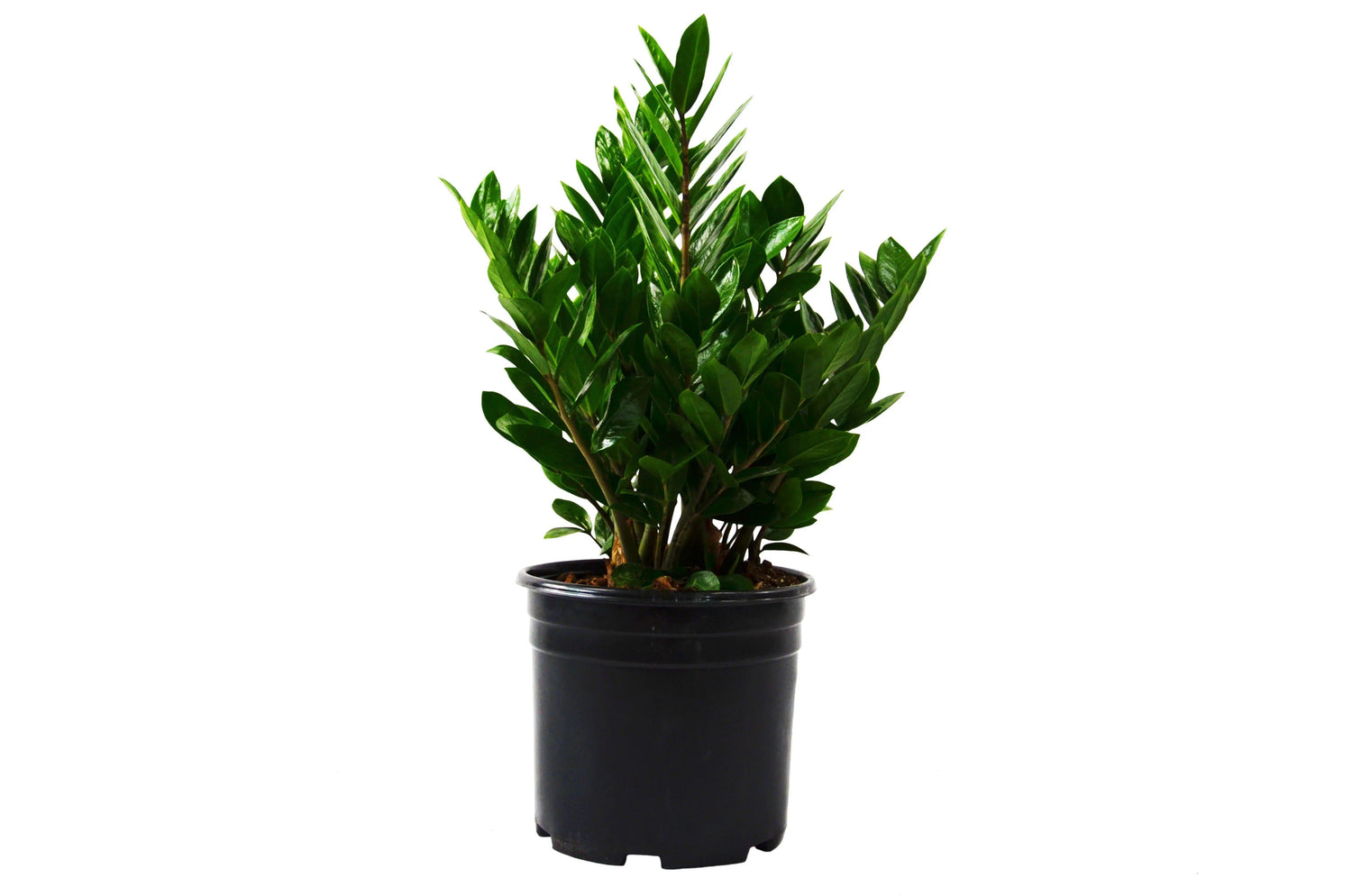 Zamioculcas Zamiifolia-ZZ Plant Zamioculcas Zamiifolia-ZZ Plant - (10 inch Pot) HouseplantExperience.com